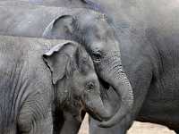 DWM 85X11 7001  Elephants, Australia Sanctuary